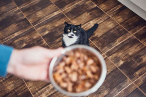 Jak wybrać suche koty i co zwrócić uwagę? Jak wybrać suche koty i co zwrócić uwagę?